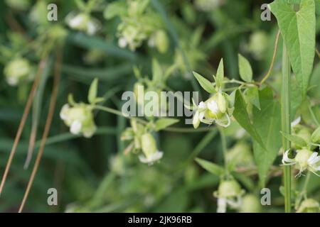 Silene baccifera, Berry catchfly fiori bianchi primo piano selettivo Foto Stock