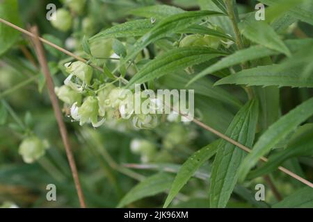 Silene baccifera, Berry catchfly fiori bianchi primo piano selettivo Foto Stock