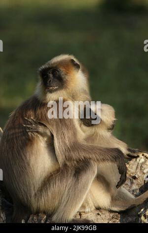 Langar grigio nel Parco Nazionale di Nagarhole, India Foto Stock