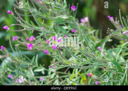 Epilobium hirsutum, grande wilwherb viola-rosa fiori primo piano selctive focus Foto Stock