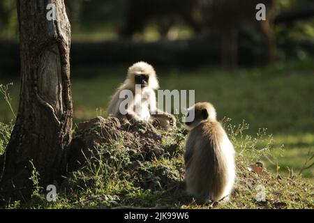 Langar grigio nel Parco Nazionale di Nagarhole, India Foto Stock