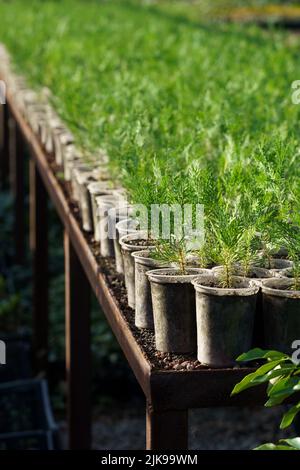 I giovani alberi di conifere crescono in piccoli vasi messi su bancone in lunghe file sotto copertura protettiva Foto Stock