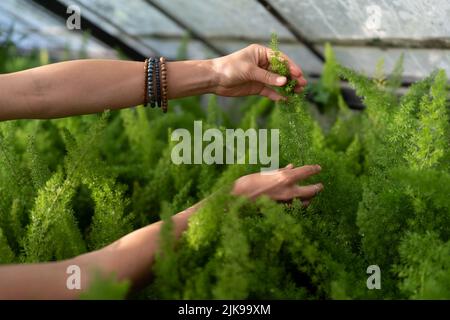 Donna sceglie asparagi per l'acquisto in vivaio-giardino per acquistare per diversificare l'interno di casa Foto Stock