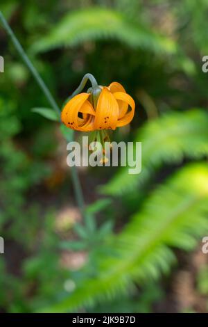 Oregon Lily (Lilium Columbianum) nelle Cascade Mountains dell'Oregon. Sparato vicino a Mt Hood, Oregon. Foto Stock