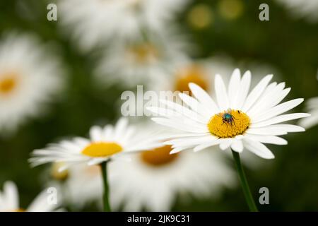 Bellissimi fiori dal mio giardino. Una serie di belle foto del giardino. Foto Stock