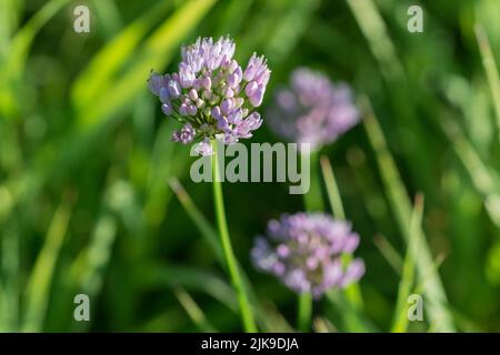 Allium angulosum, topo aglio rosa fiori closeup fuoco selettivo Foto Stock