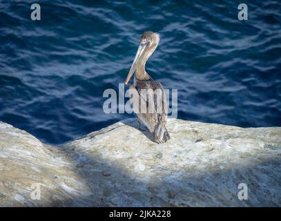 California Brown Pelican (Pelecanus Californicus) su una scogliera sopra le acque blu dell'Oceano Pacifico a la Jolla, California. Foto Stock