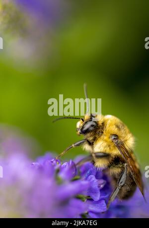 L'ape del miele raccoglie il polline dal fiore viola del lupino Foto Stock