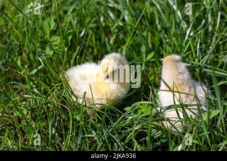 Piccoli polli soffici sull'erba verde Foto Stock
