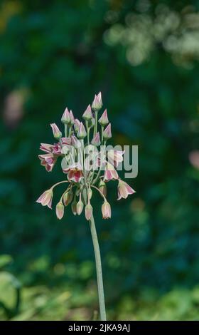 Miele d'aglio siciliano (Allium Siculum o Nectaroscordum Siculum) Foto Stock