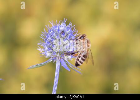 Ape - Apis mellifera - impollina una fioritura di Eryngium planum, l'eryngo blu o la sacra di mare piatta Foto Stock