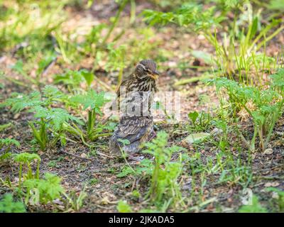 L'uccello di legno Redwing, Turdus iliacus, nutre il pulcino di lombrichi sul terreno. Un pulcino adulto ha lasciato il nido ma i suoi genitori continuano a prendersi cura o Foto Stock