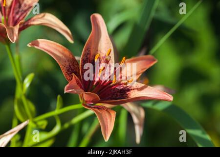 Il fiore di giglio arancione si trova in un giardino estivo. Lilium bulbiferum in fiore, foto macro con soft focus selettivo Foto Stock