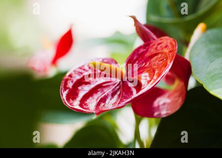 Fiori di Anterselva, foto macro con soft focus selettivo Foto Stock