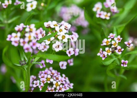 Dolce Allysum in fiore, Lobularia maritima macro foto con ficus soft selettivo Foto Stock