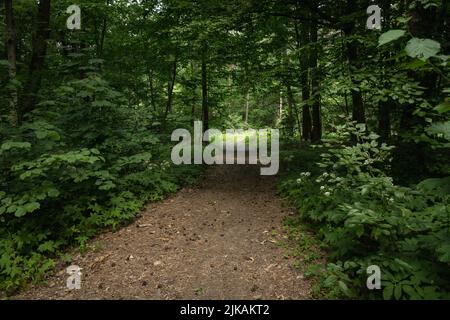 Ingresso alla foresta verde scuro, vista estiva Foto Stock