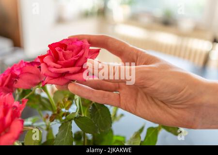 Mano di donna che tira una rosa dal vaso Foto Stock