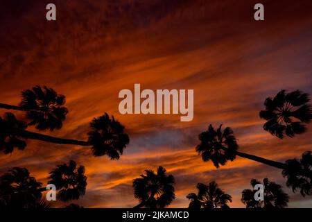 Palme ondeggianti nel vento, tramonto, vista ad angolo basso , Spagna Foto Stock