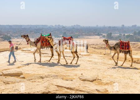 Giza, Egitto; 27 luglio 2022 - cammelli e loro proprietari alle Piramidi, Egitto Foto Stock