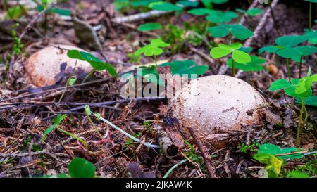 Il phallus impudicus, noto colloquialmente come il comune stinkhorn, è un fungo diffuso nella famiglia delle Phallaceae (stinkhorn) Foto Stock