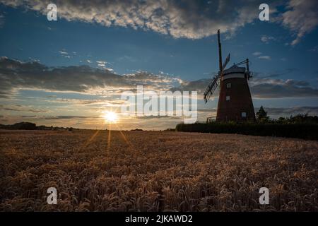 Thaxted, Regno Unito. 31st luglio 2022. Thaxted Essex UK grano in attesa di raccolto 31 luglio 2022 grano all'ombra di John Webbs 19th secolo mulino a vento a Thaxted nord-ovest Essex cattura l'ultimo del sole sera in attesa di essere raccolto. Fotografia di credito: BRIAN HARRIS/Alamy Live News Foto Stock