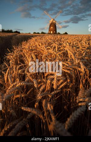 Thaxted, Regno Unito. 31st luglio 2022. Thaxted Essex UK grano in attesa di raccolto 31 luglio 2022 grano all'ombra di John Webbs 19th secolo mulino a vento a Thaxted nord-ovest Essex cattura l'ultimo del sole sera in attesa di essere raccolto. Fotografia di credito: BRIAN HARRIS/Alamy Live News Foto Stock