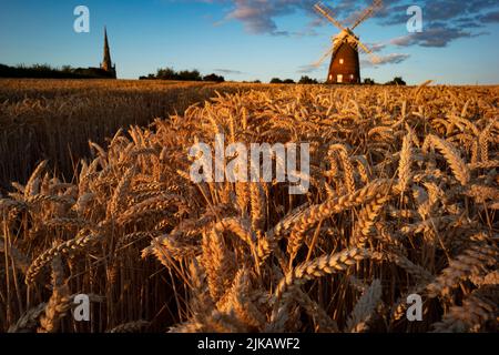 Thaxted, Regno Unito. 31st luglio 2022. Thaxted Essex UK grano in attesa di raccolto 31 luglio 2022 grano all'ombra di John Webbs 19th secolo mulino a vento a Thaxted nord-ovest Essex cattura l'ultimo del sole sera in attesa di essere raccolto. Fotografia di credito: BRIAN HARRIS/Alamy Live News Foto Stock