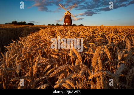 Thaxted, Regno Unito. 31st luglio 2022. Thaxted Essex UK grano in attesa di raccolto 31 luglio 2022 grano all'ombra di John Webbs 19th secolo mulino a vento a Thaxted nord-ovest Essex cattura l'ultimo del sole sera in attesa di essere raccolto. Fotografia di credito: BRIAN HARRIS/Alamy Live News Foto Stock