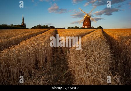 Thaxted, Regno Unito. 31st luglio 2022. Thaxted Essex UK grano in attesa di raccolto 31 luglio 2022 grano all'ombra di John Webbs 19th secolo mulino a vento a Thaxted nord-ovest Essex cattura l'ultimo del sole sera in attesa di essere raccolto. Fotografia di credito: BRIAN HARRIS/Alamy Live News Foto Stock