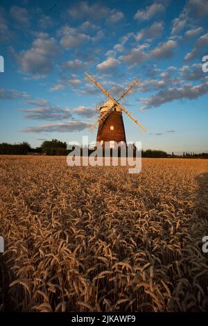 Thaxted, Regno Unito. 31st luglio 2022. Thaxted Essex UK grano in attesa di raccolto 31 luglio 2022 grano all'ombra di John Webbs 19th secolo mulino a vento a Thaxted nord-ovest Essex cattura l'ultimo del sole sera in attesa di essere raccolto. Fotografia di credito: BRIAN HARRIS/Alamy Live News Foto Stock