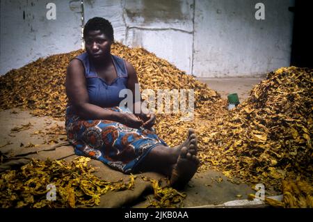 Lone lavoratrice femminile circondata da foglie di tabacco in una fabbrica di tabacco in africa. Foto Stock