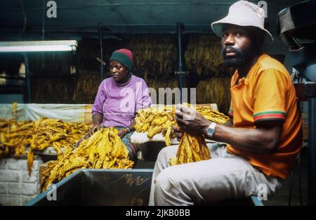 Linea di produzione in una fabbrica di tabacco nello Zimbabwe Foto Stock