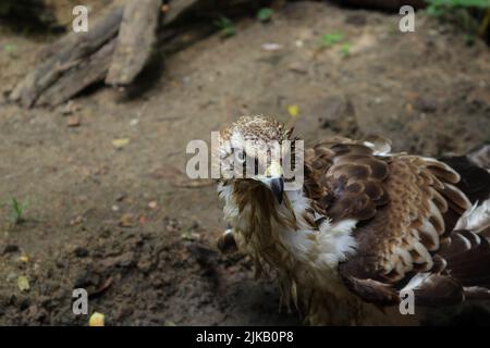 Un'aquila falco crestata o un'aquila falco intercambiabile, inclusi occhio e becco Foto Stock