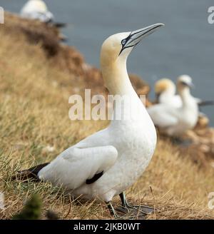 Un adulto Gannet è atterrato in cima alle scogliere per puck erba per prendere di nuovo al nido. Il Gannet è il più grande cabinovia del Regno Unito Foto Stock