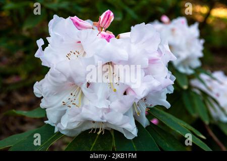 Primo piano di rosa pallido rhodendron fiore, Leonardslee, West Sussex, Inghilterra, Regno Unito Foto Stock