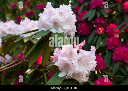 Primo piano di fiori di rodedendro rosa pallido, Leonardslee, West Sussex, Inghilterra, Regno Unito Foto Stock