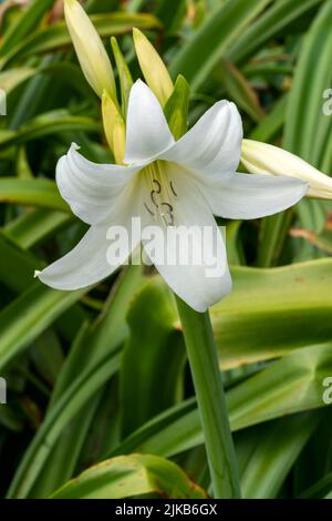 Crinum x Powellii alba un autunno estate autunno che fioriscono pianta bulbosa con una tromba bianca come il fiore estivo comunemente noto come giglio palude, pH di scorta Foto Stock