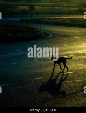 Silhouette di cane randagio ​​endangering traffico in autostrada al mattino presto Foto Stock