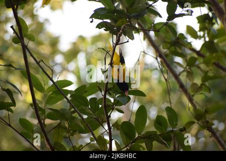 l'oriole d'oro indiano seduto su un ramo Foto Stock