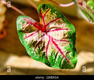 Foglio del Caladium Foto Stock