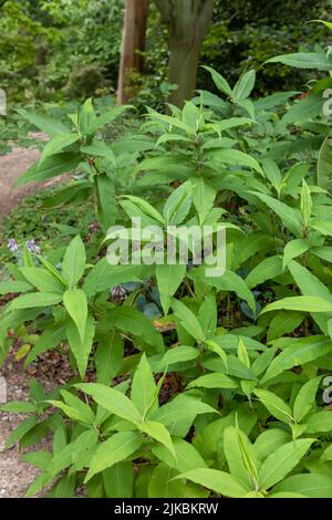 Persicaria wallichii (Himalayan annodweed, coltivato annodweed) aka Koenigia polystachya Foto Stock