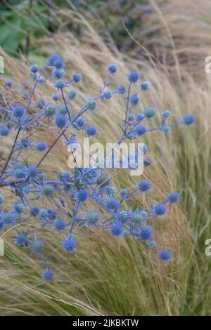 Eryngium x tripartitum (eryngo tripartitico) con erbe Stipa Foto Stock