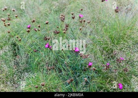 Dianthus carthusianorum (rosa tedesco) tra le erbe Foto Stock