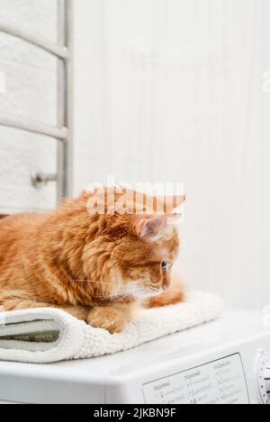 Carino zenzero gatto steso sulla parte superiore della lavatrice in bagno closeup Foto Stock