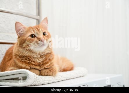 Carino zenzero gatto steso sulla parte superiore della lavatrice in bagno closeup Foto Stock
