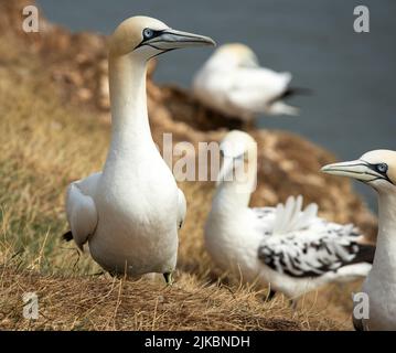 Un adulto Gannet è atterrato in cima alle scogliere per puck erba per prendere di nuovo al nido. Il Gannet è il più grande seabirdnest britannico in lar Foto Stock