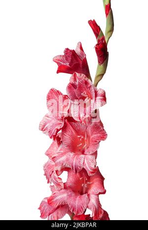 Primo piano gladiolo variegato bianco e rosa isolato su bianco Foto Stock