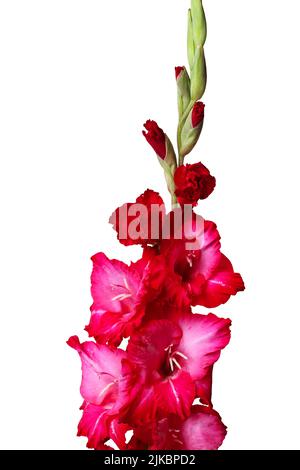 Gladiolo rosa primo piano isolato su bianco Foto Stock