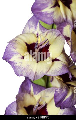 Primo piano gladiolus giallo viola isolato su bianco Foto Stock