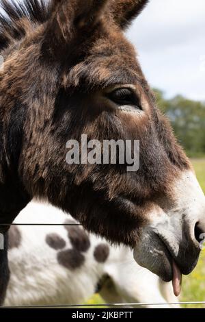Primo piano della testa di un asino con la lingua che si stacca al Santuario delle scimmie di Scottish Borders Foto Stock